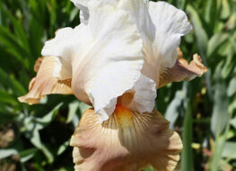 028 - love chant 1979